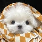 Julia Morales avatar